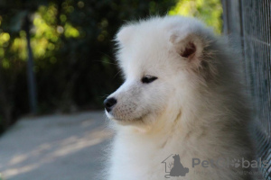 Photos supplémentaires: Beau chiot Samoyède