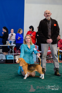 Photo №3. Chiots d'un bipha de race pure. Fédération de Russie
