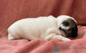 Photo №2 de l'annonce № 158838 de la vente bouledogue - acheter à Luxembourg éleveur