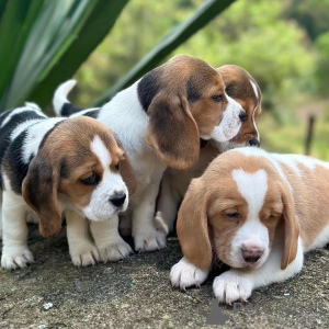 Photo №4. Je vais vendre beagle en ville de Freiburg im Breisgau. annonce privée - prix - 360€