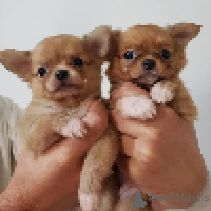 Photo №2 de l'annonce № 42247 de la vente chien bâtard - acheter à Malte annonce privée