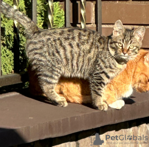 Photos supplémentaires: Deux adorables chatons recherchent un foyer.