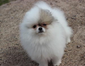 Photos supplémentaires: Saint-Pétersbourg. Kennel RKF Zolotko Moy propose des chiots de race Spitz