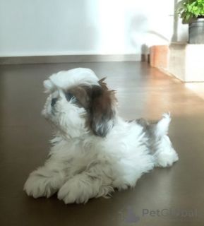 Photo №4. Je vais vendre shih tzu en ville de Wałbrzych. annonce privée - prix - négocié