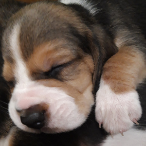 Photo №2 de l'annonce № 4383 de la vente beagle - acheter à Biélorussie 