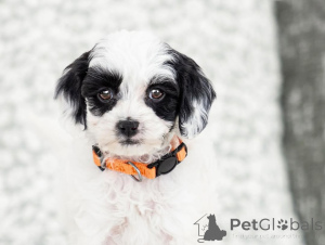 Photo №2 de l'annonce № 155610 de la vente labradoodle - acheter à Italie annonce privée