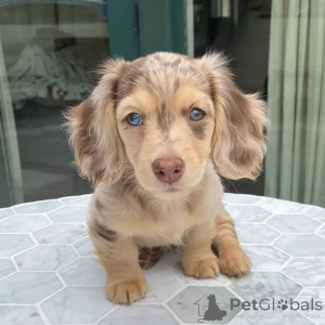 Photo №3. Petit corps, grand esprit ! Rencontrez Milo, le petit explorateur intrépide qui. Chine