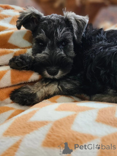 Photo №2 de l'annonce № 173339 de la vente pinscher nain - acheter à Allemagne annonce privée