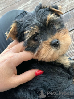 Photos supplémentaires: Yorkshire terriers à vendre