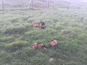 Photo №4. Je vais vendre malinois en ville de Darmstadt. éleveur - prix - 400€