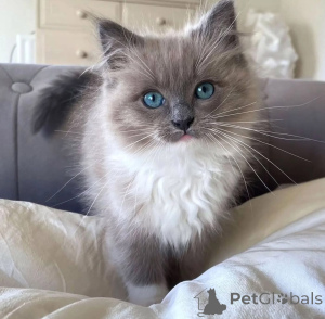 Photo №1. ragdoll - à vendre en ville de Adelboden | négocié | Annonce № 156412