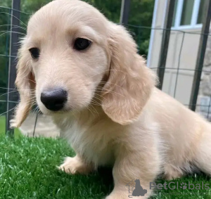 Photo №2 de l'annonce № 132026 de la vente teckel - acheter à Estonie éleveur