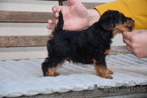 Photo №4. Je vais vendre welsh terrier en ville de Kruševac. éleveur - prix - négocié