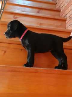 Photo №1. labrador retriever - à vendre en ville de Kertch | 215€ | Annonce №1720