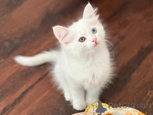 Photo №1. angora turc - à vendre en ville de Escarpinage | 350€ | Annonce № 173649