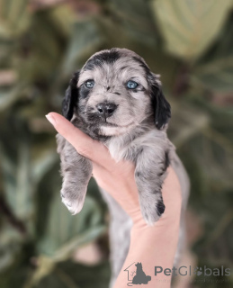 Photo №2 de l'annonce № 155449 de la vente teckel - acheter à Suisse annonce privée