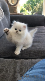 Photo №2 de l'annonce № 158832 de la vente chat chinchilla - acheter à Allemagne de l'abri, éleveur