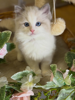 Photo №2 de l'annonce № 170003 de la vente ragdoll - acheter à Allemagne éleveur