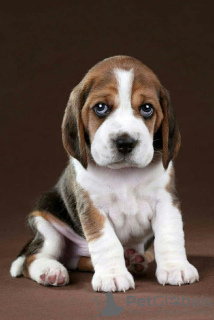 Photo №1. beagle - à vendre en ville de Kiev | 650€ | Annonce №61906