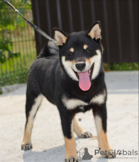 Photos supplémentaires: Chiots Shiba Inu