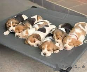 Photo №1. beagle - à vendre en ville de Luxembourg | 700€ | Annonce №161578