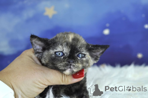 Photo №3. Devon Rex-Kätzchen à vendre. La finlande