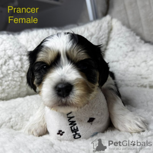 Photo №3. Wunderschöne Cavalier / Malteser-Welpen. Allemagne