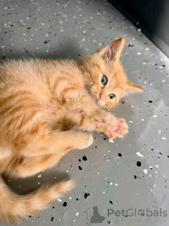 Photo №3. Chaton roux à donner urgent. La finlande