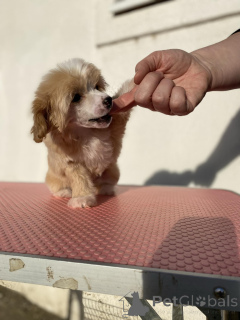 Photo №2 de l'annonce № 134977 de la vente chien chinois à crête - acheter à Serbie éleveur