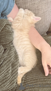 Photo №1. maine coon - à vendre en ville de 665 Site Colonia | 64€ | Annonce № 148697