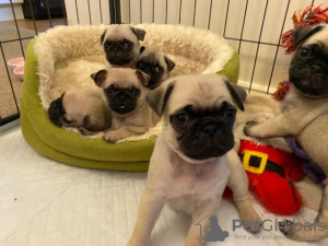 Photo №1. puggle - à vendre en ville de Cologne | négocié | Annonce №43169