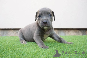 Photo №3. Chiots Pitbull Bluenose. Serbie