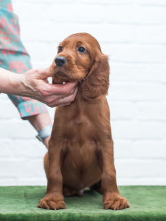 Photos supplémentaires: Chiots Setter Irlandais