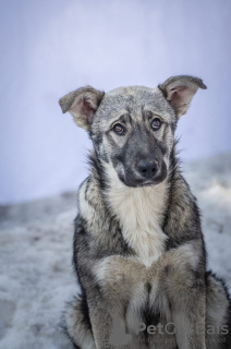 Photo №1. chien bâtard - à vendre en ville de Москва | Gratuit | Annonce №48020