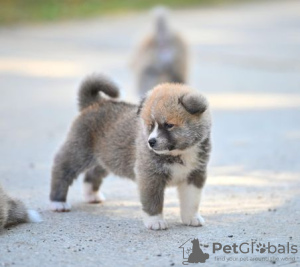 Photos supplémentaires: Chiots Akita Inu