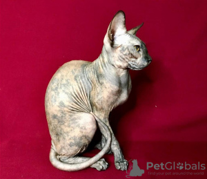 Photo №3. Chaton Sphynx à vendre. Fédération de Russie