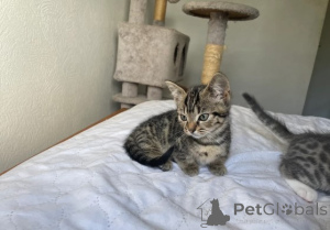 Photo №1. munchkin - à vendre en ville de Munich | négocié | Annonce № 161179