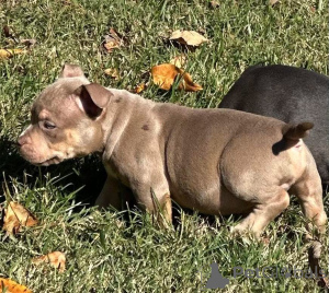 Photo №3. Votre souhait de Noël est arrivé ! Rencontrez Holly, notre princesse de poche. La Grande-Bretagne