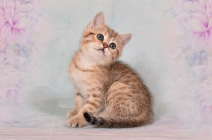 Photo №3. Des chatons de race Munchkin sont vendus 2.5 mois aux chats. Fédération de Russie