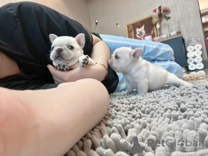 Photo №3. Chiot bouledogue français disponible à l'adoption !. Allemagne