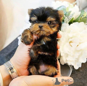Photo №3. Chiots Yorkie disponibles à l'adoption contactez WhatsApp Business 447450021323. La finlande