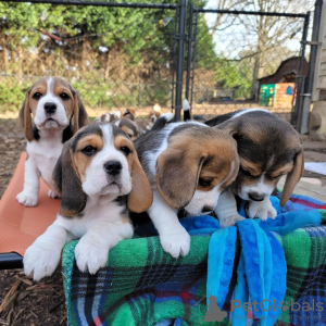 Photos supplémentaires: Les chiots Beagle recherchent leur nouvelle maison.