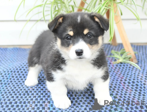 Photo №2 de l'annonce № 160629 de la vente welsh corgi - acheter à Estonie 