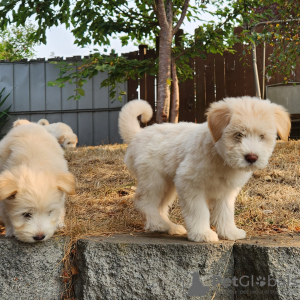 Photo №1. chien de berger islandais - à vendre en ville de Berlin | Gratuit | Annonce №126242