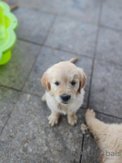 Photo №2 de l'annonce № 177479 de la vente golden retriever - acheter à France annonce privée