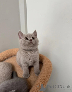 Photo №1. british shorthair - à vendre en ville de Anvers | 400€ | Annonce № 173898