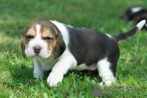 Photo №1. beagle - à vendre en ville de Bruxelles | négocié | Annonce №124773