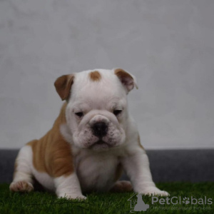 Photos supplémentaires: Chiots bouledogue anglais