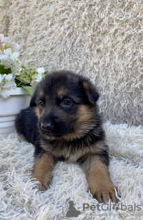 Photo №4. Je vais vendre berger allemand en ville de Dnipro. éleveur - prix - négocié