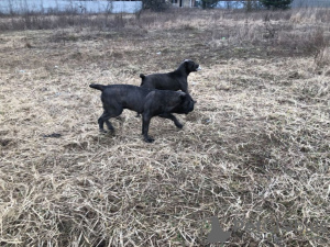 Photo №4. Je vais vendre cane corso en ville de Kiev. annonce privée, éleveur - prix - négocié